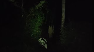 hujan ditengah hutan angker