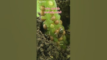 WHY APHIDS ENSLAVE ANTS ? #shorts #shortvideo #animalfacts