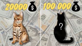 the top 10 most  (Expensive Cat Breeds In The World)  20232024by animalwondery*