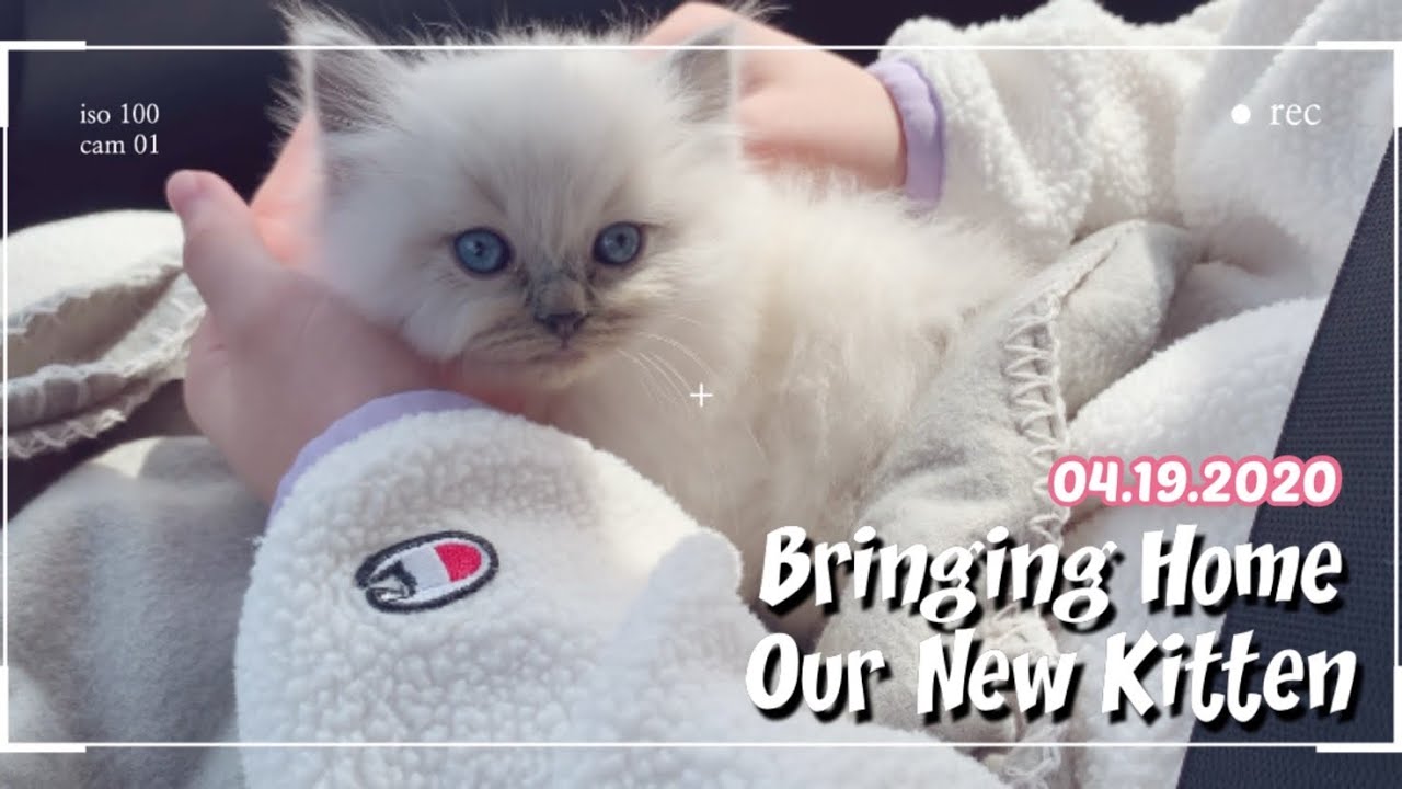 Bringing Home Our New Ragdoll Kitten