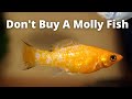 Don't Buy A Molly Fish Unless You Watch This First 09 Things You Should Know About Mollies