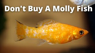 Don't Buy A Molly Fish Unless You Watch This First 09 Things You Should Know About Mollies