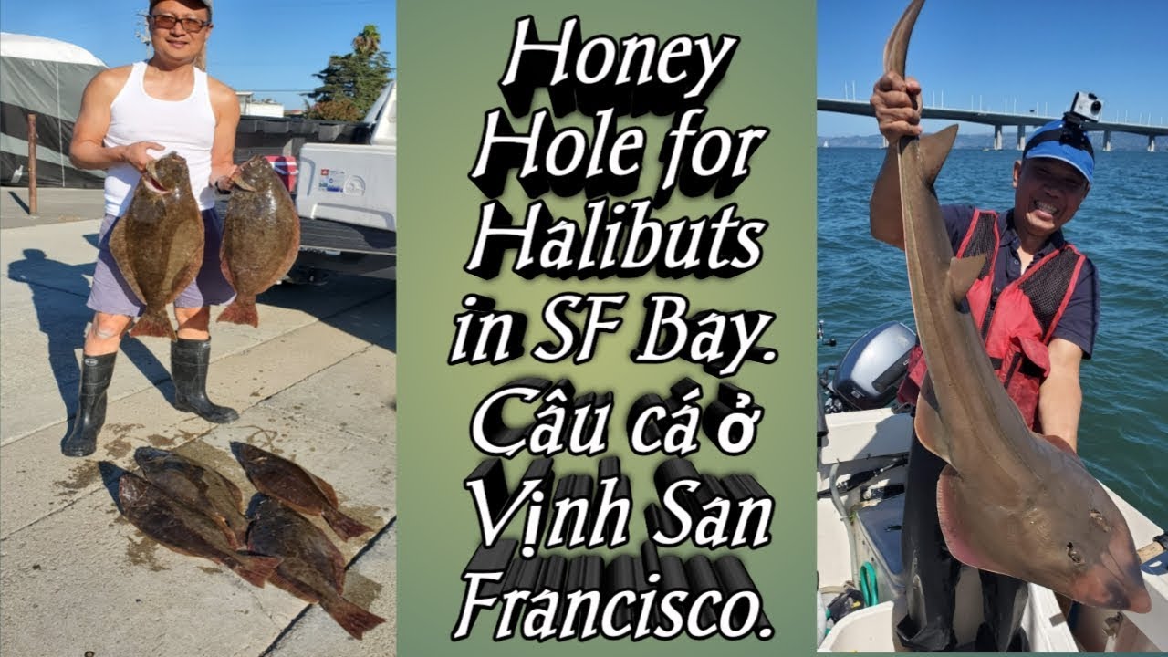 SF Bay Halibut fishing 9/14/2019 The Honey hole saved the day. YouTube