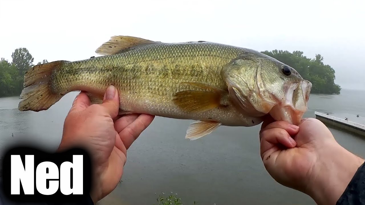 How to Catch Bass with a Ned Rig Craw Easy Bass Fishing Tips! YouTube