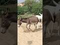 funny 😂 donkeys short #animals #youtubeshorts