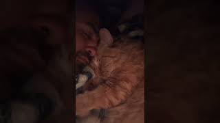 sleeping on a highway tonight #stitch #pet #trending #mustwatch #catsoftiktok #catsoftiktok #zeusthe