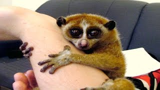 14 Rare Fascinating Primates