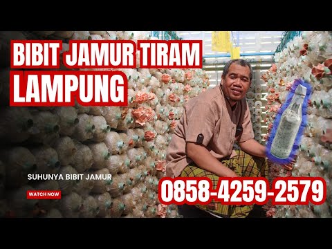 Harga Bibit Jamur Tiram F2
