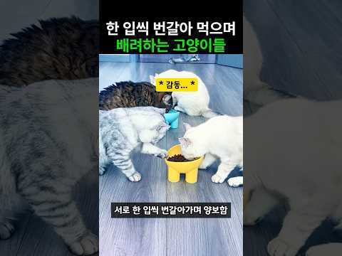 진짜 양보하는 거 맞죠? thumbnail
