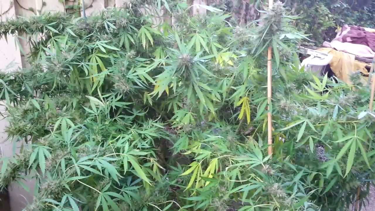 DNA Genetics - Hash Plant Haze 2013 Outdoor Grow Part 9 PURPLE FROST!!!