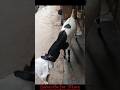 Prince and Baraka are Fighting...Prince Vs Baraka.! Battle Begins... #FightingGoat #GoatFight