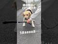 謎の物体にビビリ倒す犬★#shorts #labradorretriever #ラブラドールレトリバー #可愛い #癒し #ビビり #大型犬 #ぼんちゃん