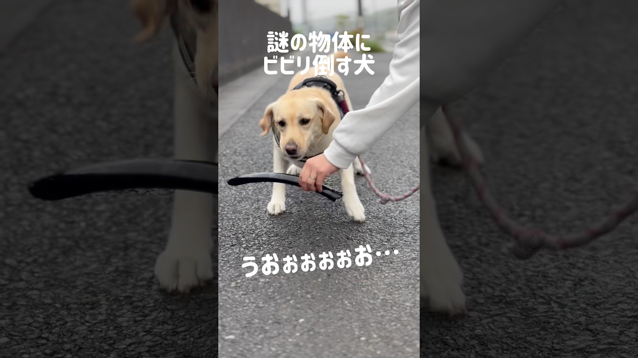 謎の物体にビビリ倒す犬★#shorts #labradorretriever #ラブラドールレトリバー #可愛い #癒し #ビビり #大型犬 #ぼんちゃん
