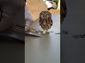 フクロウ「ここ」→職人「どいて」→子供交渉員👶🦉 #construction #kids #owl #funny #japan @chiero_piero