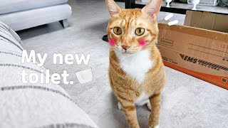 고양이 화장실 교체하기 | 고양이 브이로그 | cat vlog by 전자 고양이 솜뭉치 1,855 views 8 months ago 4 minutes, 35 seconds