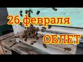 Облет пчел 26 Февраля 2021г Всех у кого состоялся облет с праздником. Хорошо дозимовать 🐝🙋‍♂️