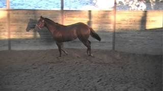 Seductive Fame trot/lope