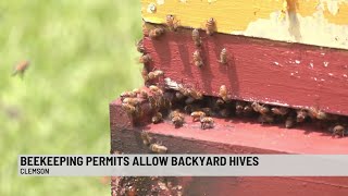 City of Clemson encourages residents to apply for beekeeping permits