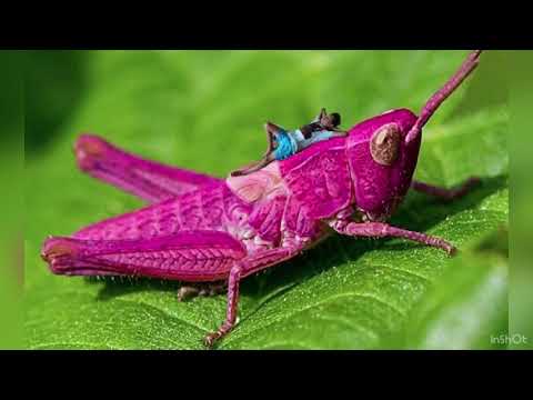 🌱ИНТЕРЕСНАЯ ИНФОРМАЦИЯ О
