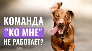 7 ПОЛЕЗНЫХ СОВЕТОВ, если собака НЕ ВЫПОЛНЯЕТ команду 