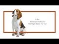 Everything you need to know about American Foxhound puppies! (2019) の動画、YouTube動画。
