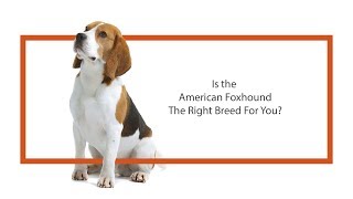 Everything you need to know about American Foxhound puppies! (2019)