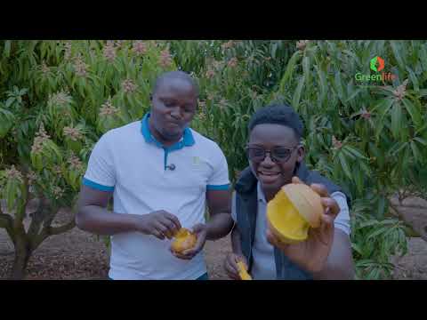 Mca Tricky & Kawai - MAEMBE EATING COMPETITION (Agricasher Ep 03)