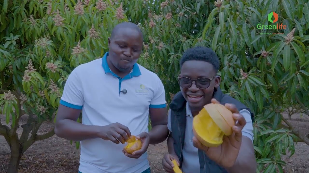 MANGO FARMING GUIDE Kenya- Agricasher Ep 03 