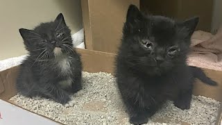 虐待されて捨てられた子猫の兄妹。獣医に安楽死を勧められるも助かる可能性を信じた女性の想いに心打たれる【感動】