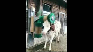 البقرة الضاحكة/اضحك من قلبك مع البقرة/طرائف الحيوانات Animal jokes with cows