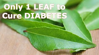 Say Goodbye To Diabetes With Curry Leaves - Only 1 Leaf To Cure Diabetes Permanently