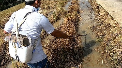 #44/ kích cá trên ruộng khi nước tràn bờ# săn bắt long an#