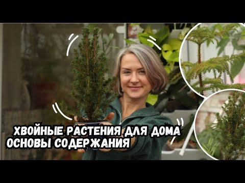 Хвойные растения для дома: основы содержания