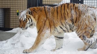 ビリリッ！タツオの電柵チェック~Amur Tiger