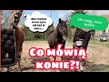 Co myślą konie ? Śmieszny filmik