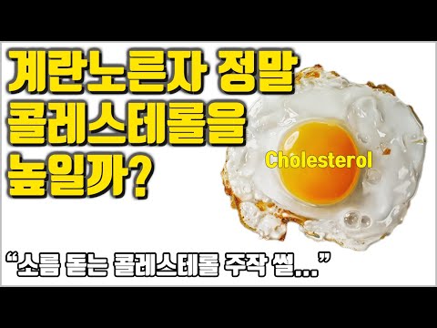 계란노른자 정말 콜레스테롤을 높일까?