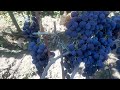 Мускат Ольвия - универсальный сорт винограда