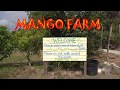 Посещение фермы манго (манговой фермы)/ Mango farm