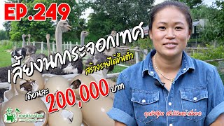 เลี้ยงนกกระจอกเทศ สร้างรายได้ 200,000 บาท/เดือน l เกษตรกรไทย สร้างรายได้ Ep249