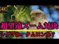 超望遠ズーム対決！タムロンvsシグマ、良いレンズはどっち？？？