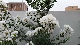 White Flowers Swaying in the Breeze | 4K Nature Relaxation | Nature Pulse
