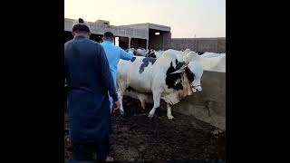 ماشاءالله Bachro Ki Laat Ablak Gulabi Pandy 2023 Ki Qurbani Ki Bht He Khobsurat Bachry