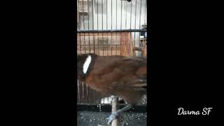 Suara cililin jernih dengan jeda 1 - 4 detik buat masteran