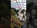 Flowers at flower dome Singapore #music #flower #shortsfeed