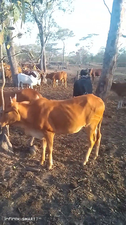 SHIGELA ONGEYE ng'ombe mia zipo 2024