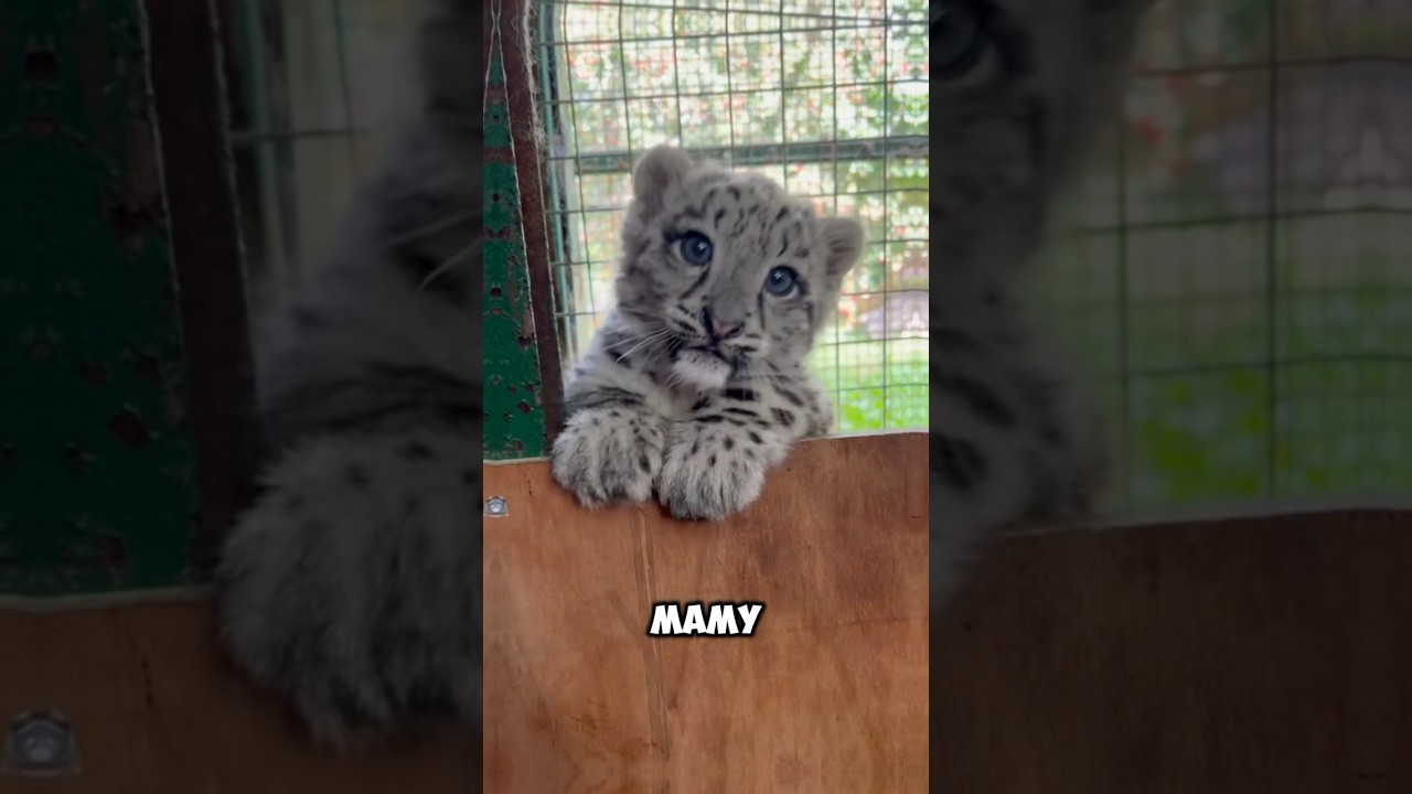 Нежное мяу от диких котят 💞