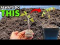 The EASY Way To Up Pot Transplants And Separate Seedlings