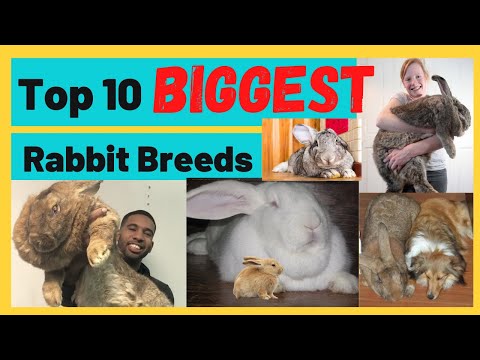 Top 10 Biggest Rabbit Breed