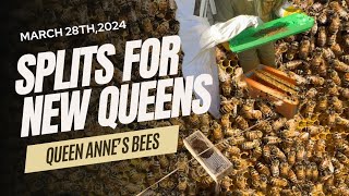 Splits For New Queens (featuring Barnyard Bees Queens) March 28th, 2024