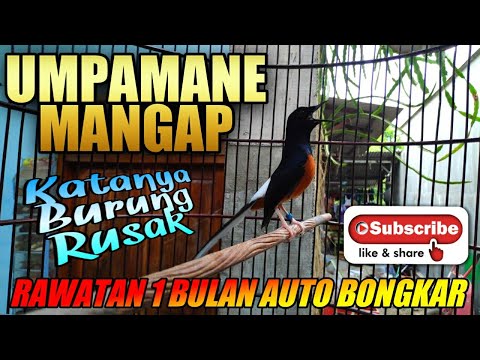 platuk bawang || TOP MASTERING MURAI BATU